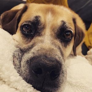 Meet your Posher, Rachel